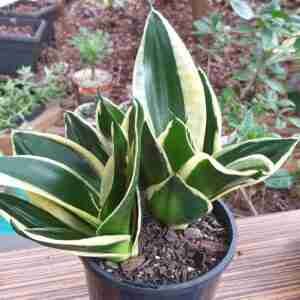 Sansevieria HahniiÂ Jade Marginata