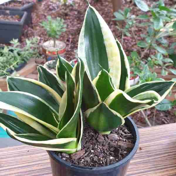 Sansevieria HahniiÂ Jade Marginata