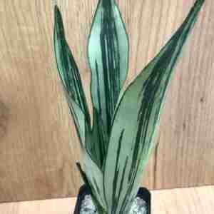 Sansevieria Brazilian Moonshine