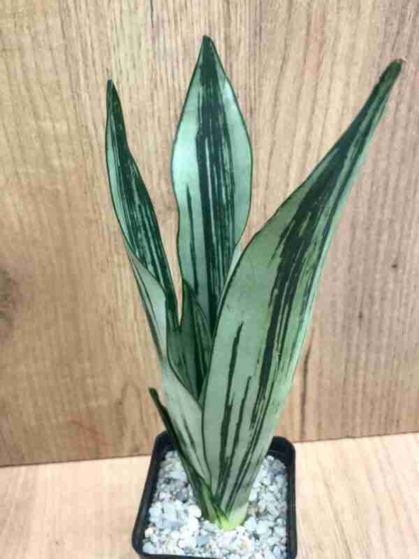 Sansevieria Brazilian Moonshine