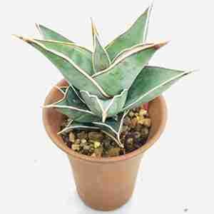 Sansevieria Pinguicula