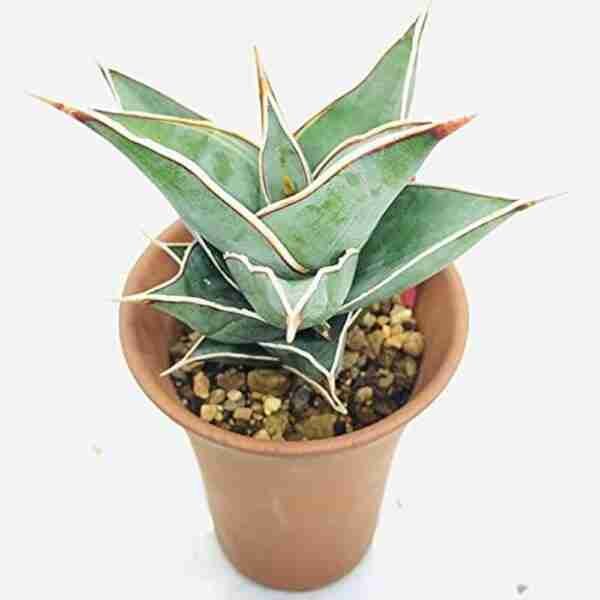Sansevieria Pinguicula