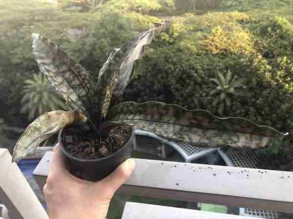 Sansevieria Kirkii Coppertone