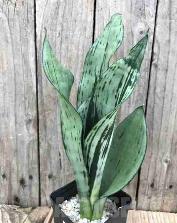 Sansevieria Brazilian Moonshine