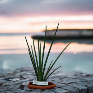 Sansevieria Erythraeae