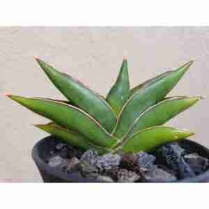 Sansevieria Sawasdee