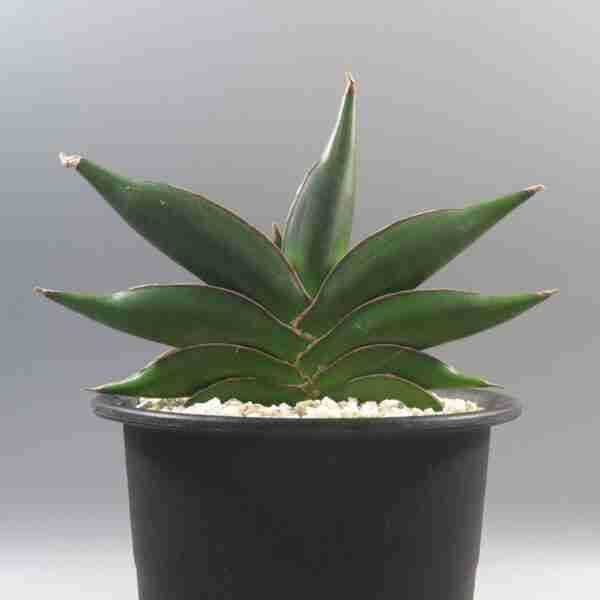 Sansevieria Sawasdee