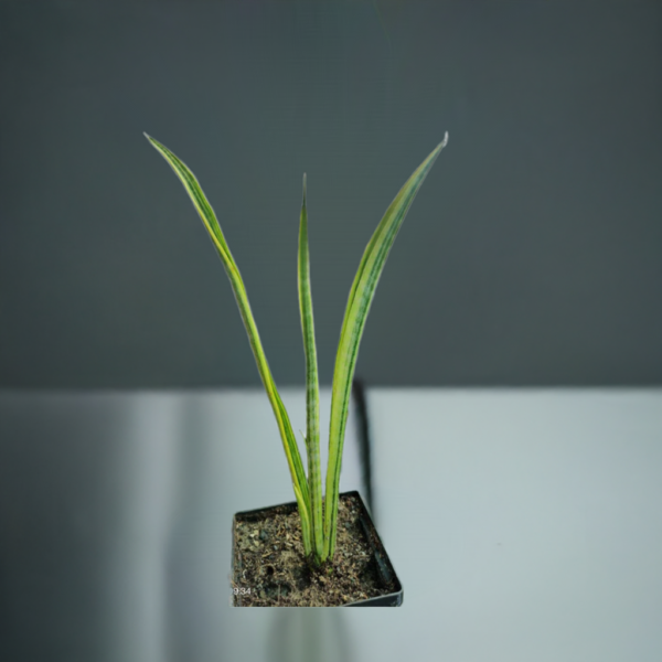 Sansevieria sulcata