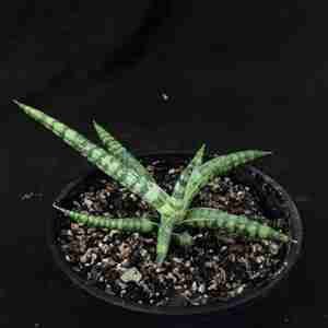 Sansevieria pinguicula compacta