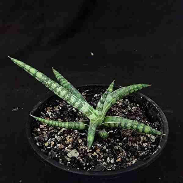 Sansevieria pinguicula compacta