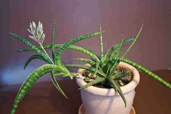 Sansevieria pinguicula compacta