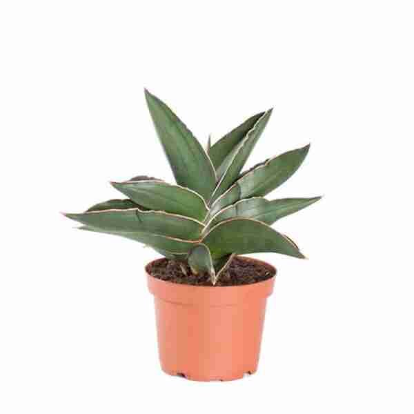 Sansevieria-samurai