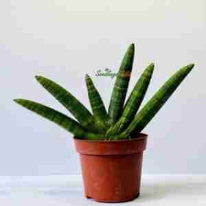 Sansevieria Boncel