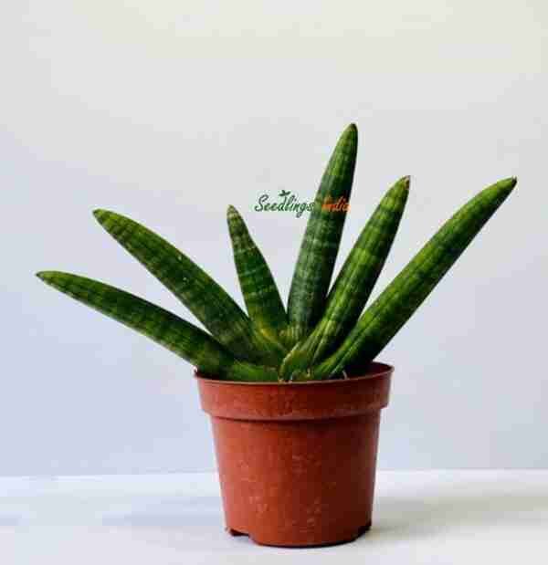 Sansevieria Boncel