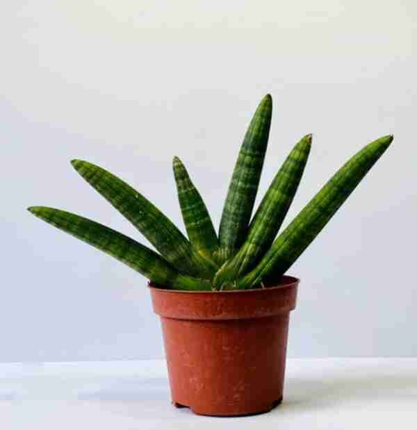 Sansevieria Boncel