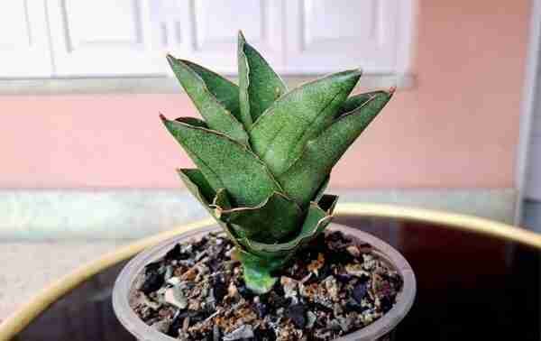 Sansevieria Andaman