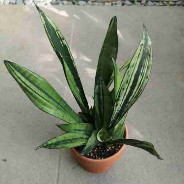 Sansevieria Brazilian Moonshine