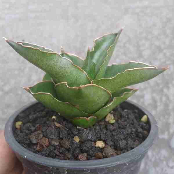 Sansevieria Andaman