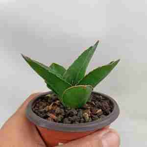 Sansevieria Andaman