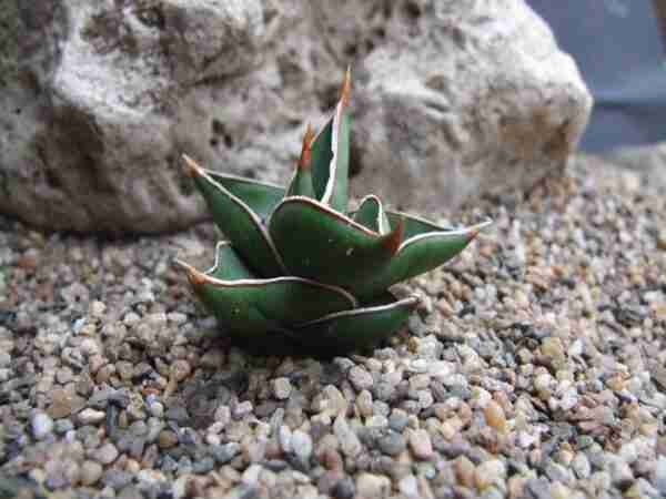 Sansevieria Pinguicula