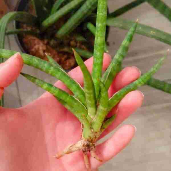 Sansevieria Ballyi