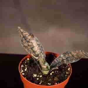 Sansevieria Kirkii Coppertone