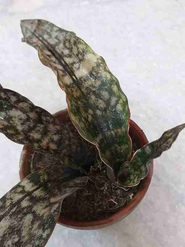 Sansevieria Kirkii Coppertone