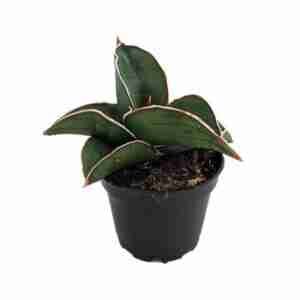 Sansevieria samurai