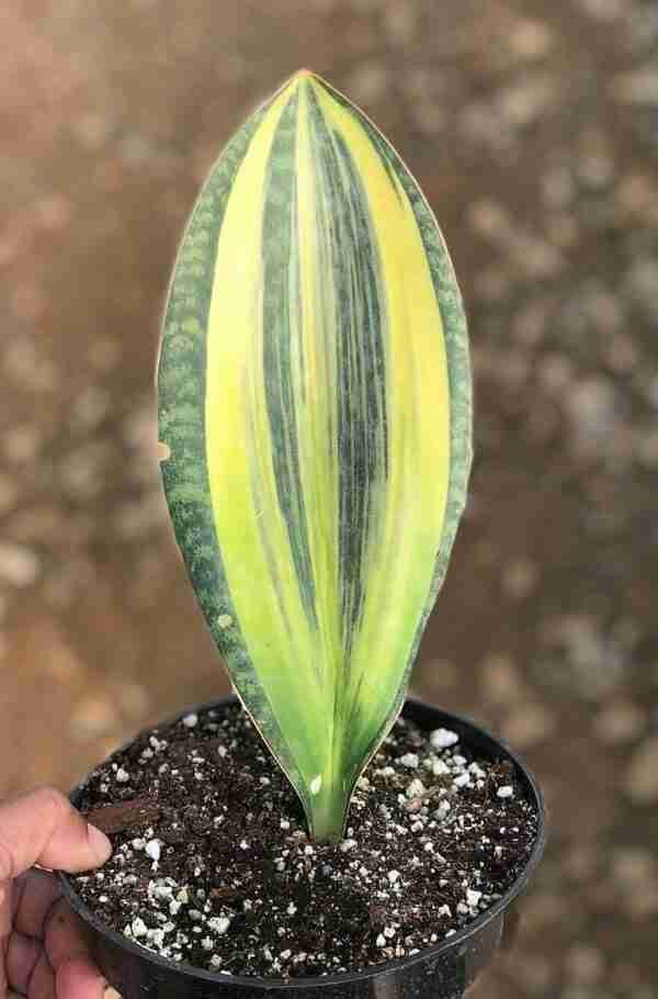Seedlings India Sansevieria Masoniana