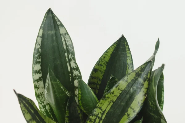 Sansevieria Whitney