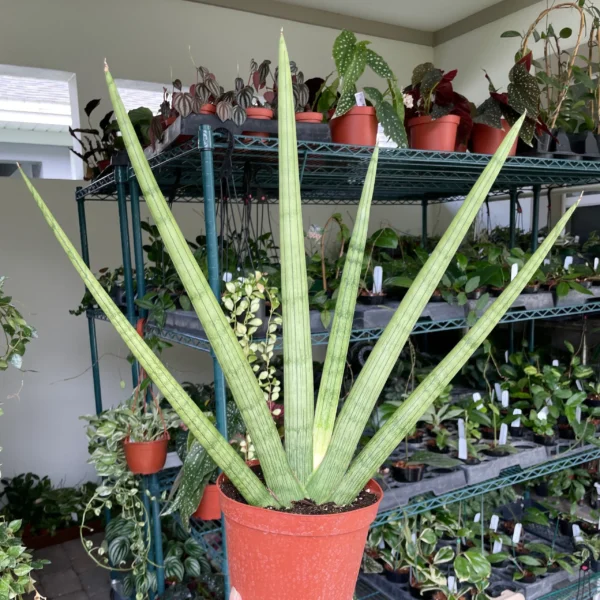 Seedlings India Sansevieria Cylindrica