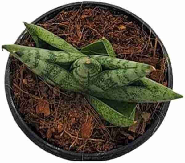 Seedlings India Sansevieria Boncel mini