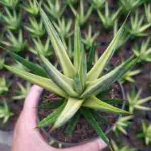 Sansevieria Francisii Variegated