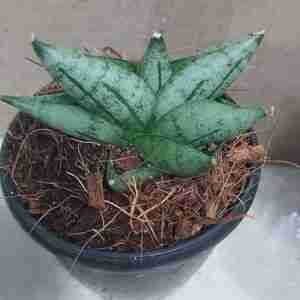 Sansevieria Boncel mini
