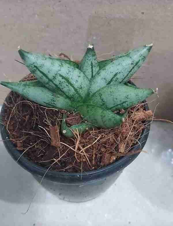 Sansevieria Boncel mini