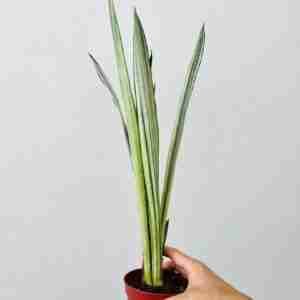 Sansevieria Bantels Sensation