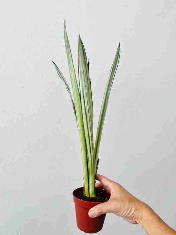 Sansevieria Bantels Sensation