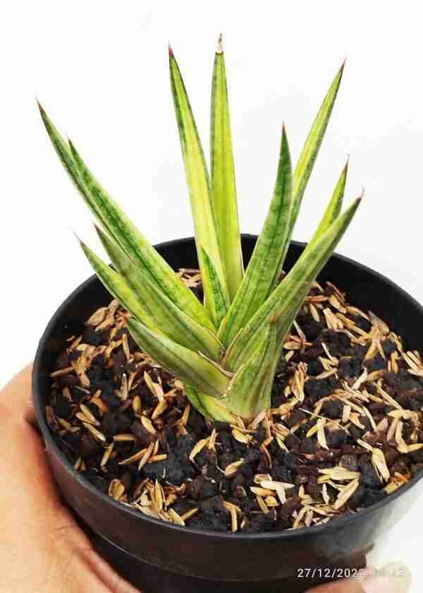 Seedlings India Sansevieria Francisii Variegated