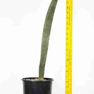 Seedlings India Sansevieria Hallii