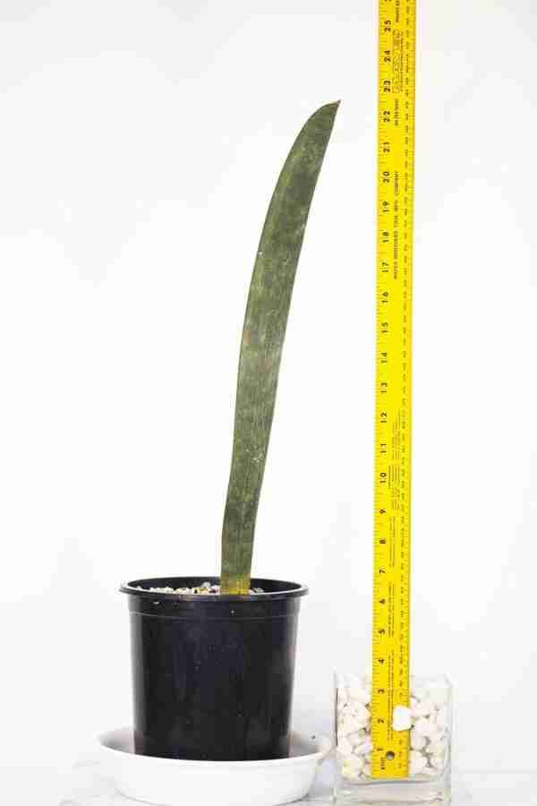 Seedlings India Sansevieria Hallii