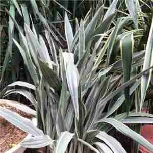 Sansevieria Metallica Siam Silver