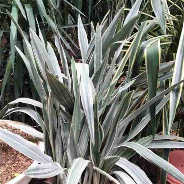 Sansevieria Metallica Siam Silver