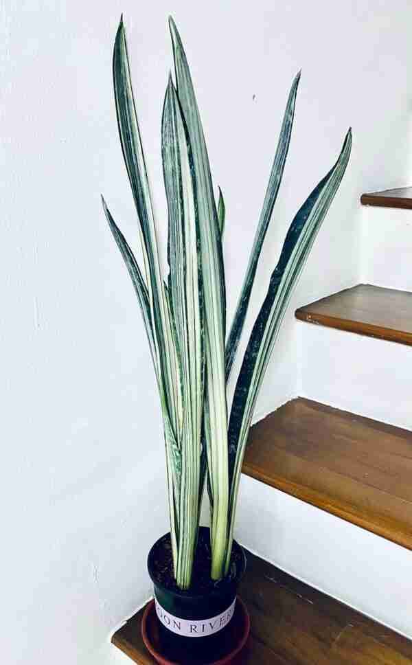 Sansevieria Bantel's Sensation