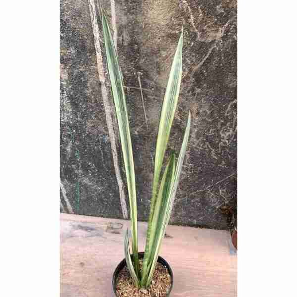 Sansevieria Bantel's Sensation