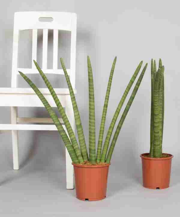 Seedlings India Sansevieria Cylindrica