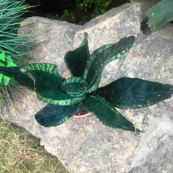 Sansevieria Whitney