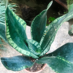 Sansevieria Whitney