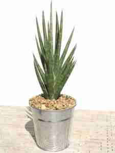 sansevieria francisii