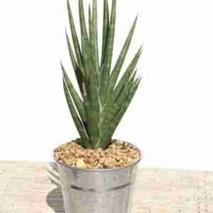 sansevieria francisii
