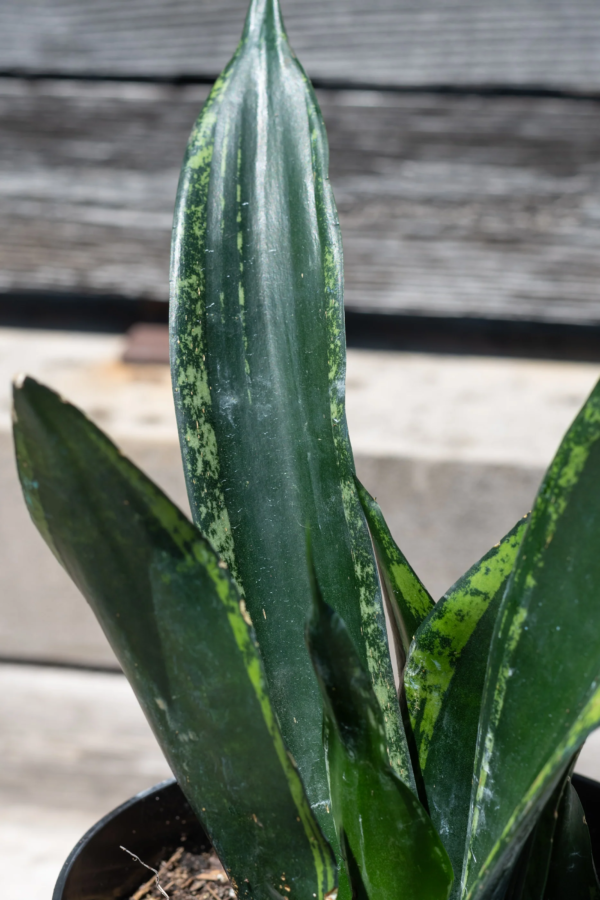 Sansevieria Whitney